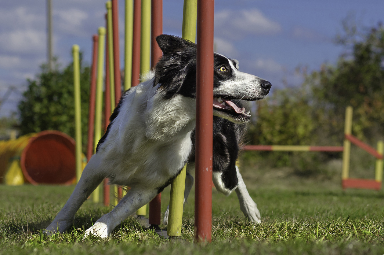 Freestyle – en hundsport