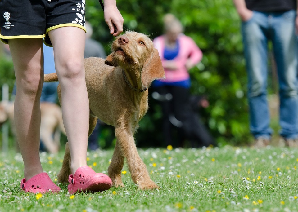 Genomgång av hundfreestyle som sportgren