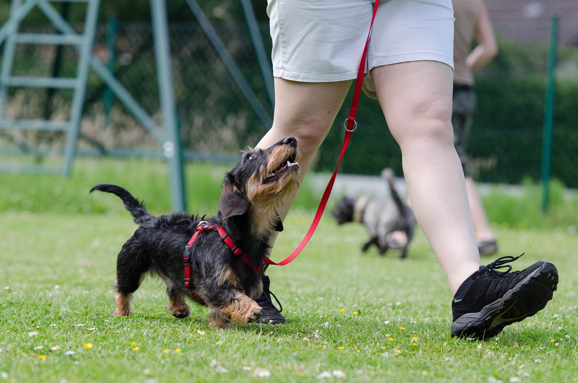 Hundfreestyle – ett av flera sätt att aktivera din hund