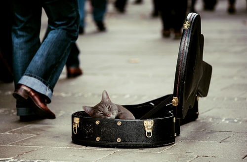 Ta hand om hunden, men glöm inte bort katten