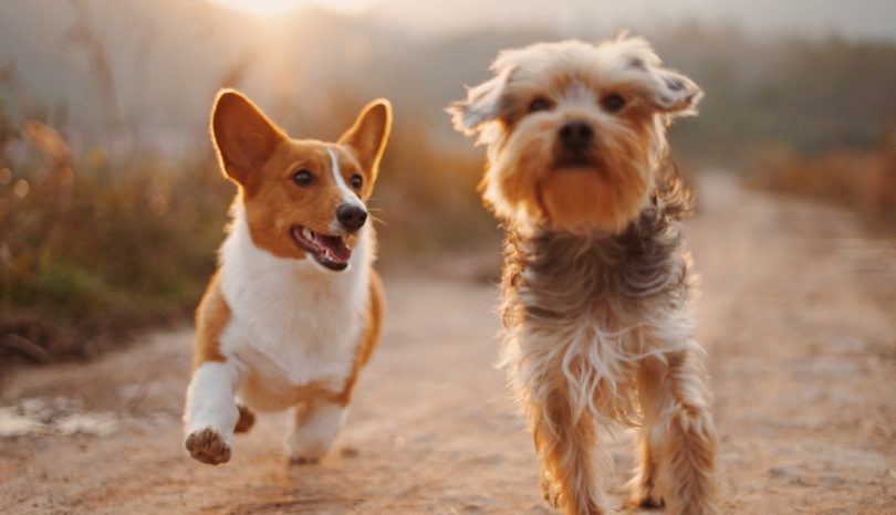 Hur hundfreestyle förbättrar kommunikationen mellan hund och förare