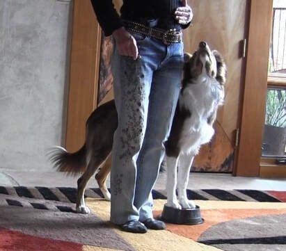 Border collie står tätt intill förarens ben i en träningsposition