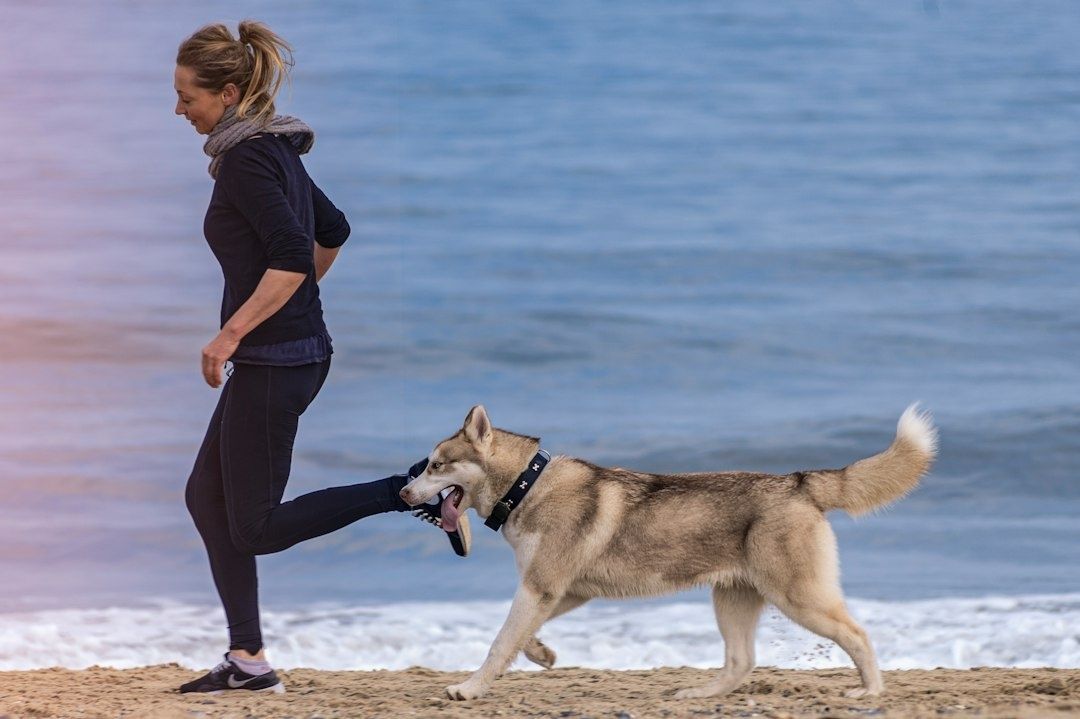 Hund och kvinna tränar rörelse på stranden inför aktivitet