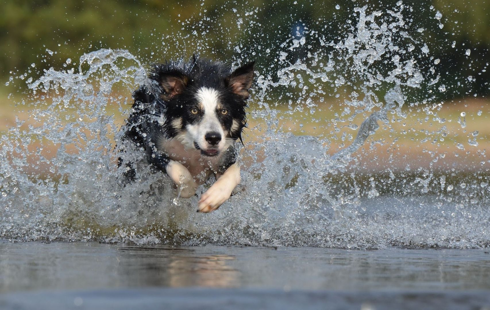 Border collie hoppar genom vatten med frambenen sträckta framåt